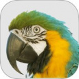 MACAW AMS macaw ams
